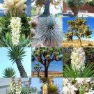 Yucca Mix Rare Palm Tree Exotic Agave Aloe Flower Succulent Mixed Seed 15 Seeds Fresh Garden