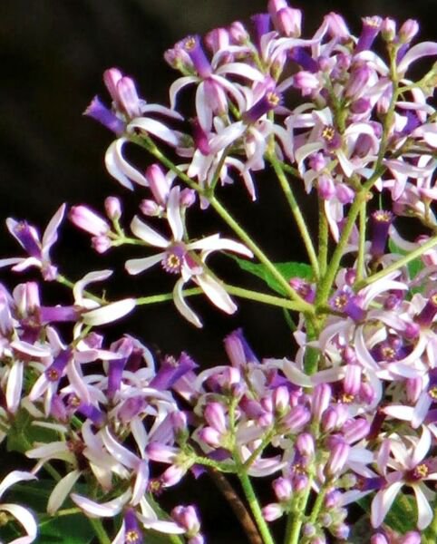 White Cedar Melia Azedarach Wood Mahogany Chinaberry Lilac Bonsai Tree 15 Seeds Fresh Garden