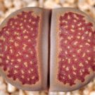 Lithops Hallii Ochracea Rare Living Stones Rock Red Mesemb Exotic Seed 15 Seeds Fresh Garden
