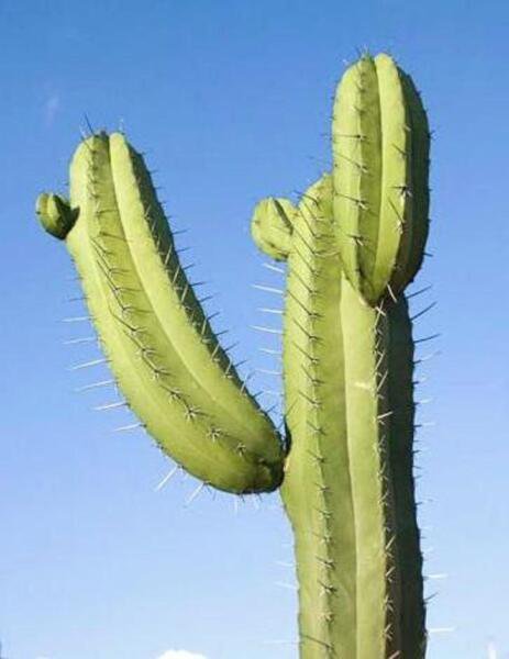 Polaskia Chichipe Grafting Stock Exotic Cacti Night Flower Cactus Seed 15 Seeds Fresh Garden
