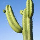 Polaskia Chichipe Grafting Stock Exotic Cacti Night Flower Cactus Seed 15 Seeds Fresh Garden