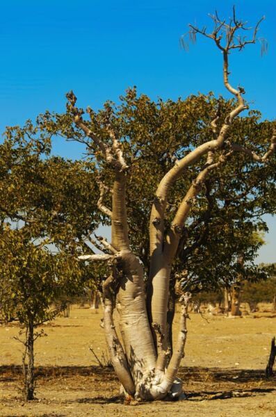 Moringa Oleifera Rare Flowering Drumstick Tree Bonsai Exotic Plant Seed 5 Seeds Fresh Garden