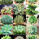 Haworthia Mix Rare Living Sotnes Plant Exotic Cactus Flower Succulents 10 Seeds Fresh Garden
