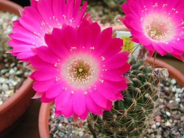 Lobivia Backebergii Echinopsis Exotic Flowering Cactus Cacti Rare Seed 20 Seeds Fresh Garden