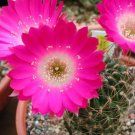 Lobivia Backebergii Echinopsis Exotic Flowering Cactus Cacti Rare Seed 20 Seeds Fresh Garden