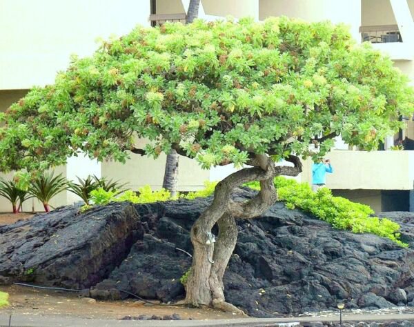 Schefflera Arboricola Rare Flowering Dwarf Umbrellatree Exotic Bonsai 25 Seeds Fresh Garden