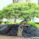 Schefflera Arboricola Rare Flowering Dwarf Umbrellatree Exotic Bonsai 25 Seeds Fresh Garden
