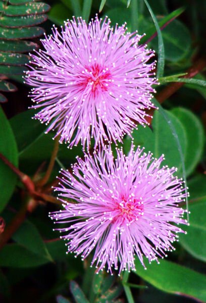 Mimosa Pudica Sensitive Plant Sleepy Bush Rare Bonsai Powder Puff Seed 20 Seeds Fresh Garden