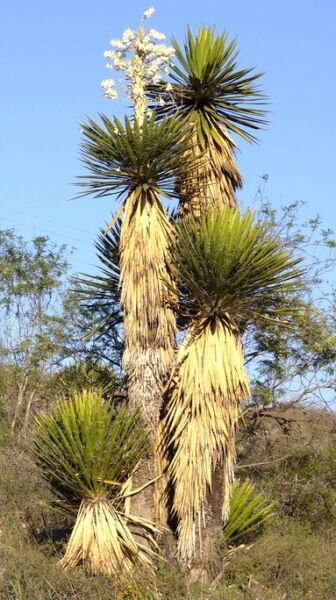 Giant Spanish Dagger Yucca Carnerosana Seed Succulent Rare Aloe Agave 15 Seeds Fresh Garden