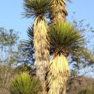 Giant Spanish Dagger Yucca Carnerosana Seed Succulent Rare Aloe Agave 15 Seeds Fresh Garden