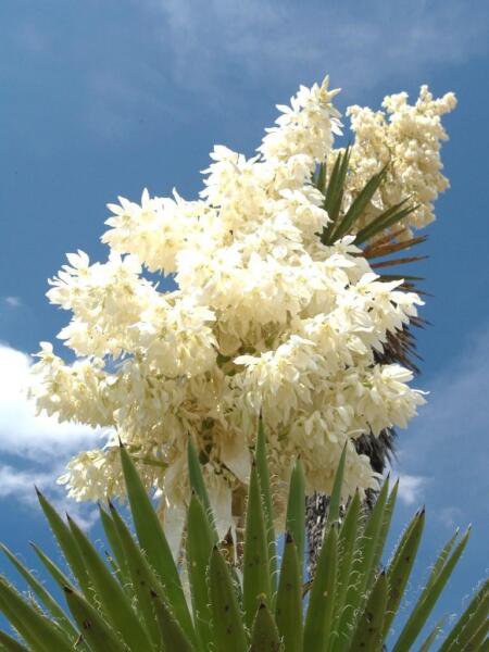 Yucca Carnerosana Exotic Succulent Rare Cactus Seed Aloe Agave 15 Seeds Fresh Garden