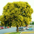 Koelreuteria Bipinnata Chinese Flametree Exotic Flower Bonsai Seed 20 Seeds Fresh Garden