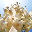 Soapweed Yucca Glauca Narrowleaf Desert Grass Agave Aloe Seed 15 Seeds Fresh Garden