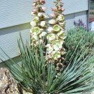 Yucca Glauca Soapweed Narrowleaf Desert Grass Agave Aloe Seed 15 Seeds Fresh Garden
