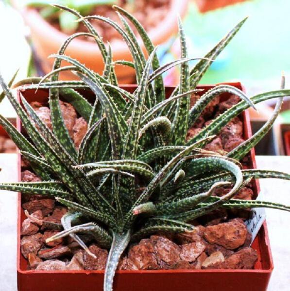 Aloe Bellatula Madagascar Exotic Rare Color Miniature Succulent Seed 10 Seeds Fresh Garden