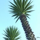 Yucca Aloifolia Rare Spanish Bayonet Agave Dagger Plant Seed 15 Seeds Fresh Garden