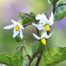 Black Nightshade Solanum Nigrum Huckleberry Hierba Mora Seed 100 Seeds Fresh Garden