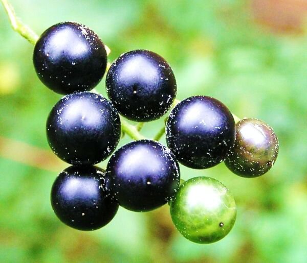 Solanum Nigrum Black Nightshade Huckleberry Exotic Popolo Seed 100 Seeds Fresh Garden
