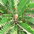 Cardboard Palm Zamia Furfuracea Sago Cycad Plant Tree Mexican Seed 10 Seeds Fresh Garden