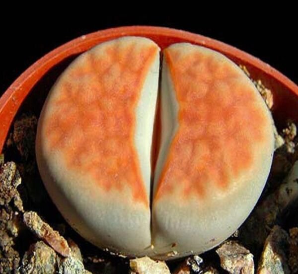Lithops Karasmontana Orange Ice Rare Living Stones Rare Mesembs Seed 15 Seeds Fresh Garden