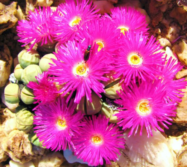 Argyroderma Subalbum Rare Mesembs Exotic Succulent Cactus Seed Stones 50 Seeds Fresh Garden