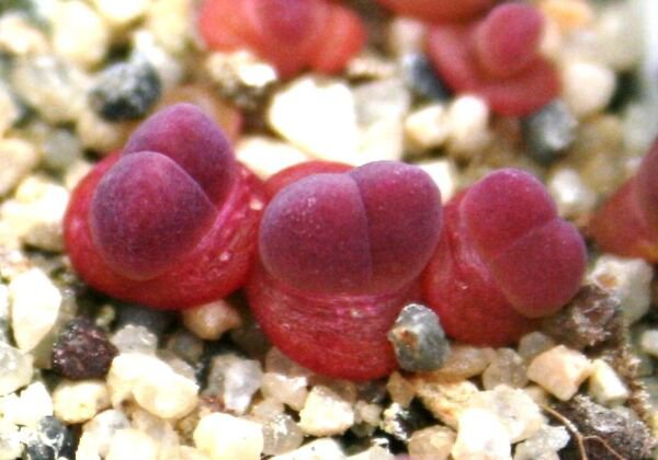 Gibbaeum Esterhuyseniae Succulent Rare Ice Living Rocks Mesembs Seed 20 Seeds Fresh Garden