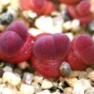 Gibbaeum Esterhuyseniae Succulent Rare Ice Living Rocks Mesembs Seed 20 Seeds Fresh Garden