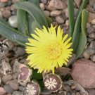 Glottiphyllum Sb650 Lemoenshoek Rare Living Stones Exotic Mesembs Seed 20 Seeds Fresh Garden