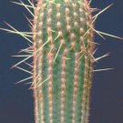 Espostoa Mirabilis Rare Cactus Plant Flowering Succulent Cacti Seed 15 Seeds Fresh Garden