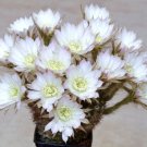 Echinopsis Ancistrophora Cactus Plant Flowering Succulent Cacti Seed 15 Seeds Fresh Garden