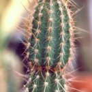Armatocereus Arboreus Rare Cactus Plant Flowering Succulent Cacti Seed 15 Seeds Fresh Garden