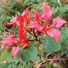 Red Orchid Tree Bauhinia Galpinii Exotic Flower Bonsai Rare Plant Seed 10 Seeds Fresh Garden