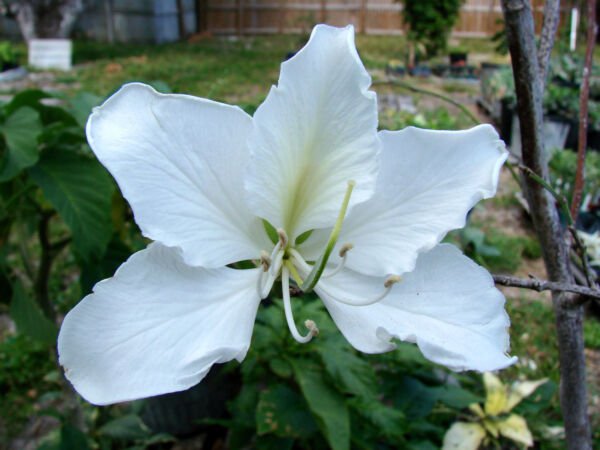 Bauhinia Acuminata White Orchid Tree Exotic Flower Bonsai Plant Seed 15 Seeds Fresh Garden