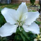 Bauhinia Acuminata White Orchid Tree Exotic Flower Bonsai Plant Seed 15 Seeds Fresh Garden