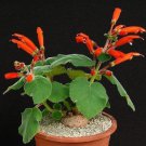 Sinningia Cardinalis Exotic Rare Caudex Cauduciform Bulb Gesneria Seed 10 Seeds Fresh Garden
