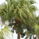 Livistona Chinensis J Exotic Rare Chinese Fan Palm Tree Palms Seed 25 Seeds Fresh Garden