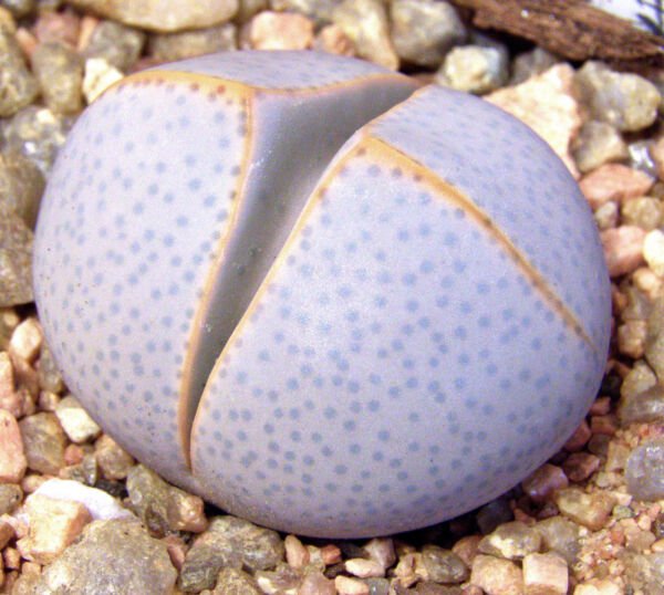 Dinteranthus Wilmotianus Blue Form Exotic Bluish Color Mesembs Seed 20 Seeds Fresh Garden
