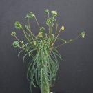 Euphorbia Clava Exotic Sudafrica Africa Treisia African Rare Bonsai Seed 3 Seeds Fresh Garden