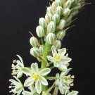 Ornithogalum Caudatum Exotic Rare Bulb False Sea Pregnant Onion Seed 15 Seeds Fresh Garden