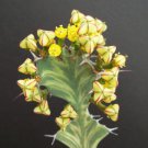 Euphorbia Buruana Exotic Madagascar Bonsai Caudex Tuber Pachycaul Seed 5 Seeds Fresh Garden