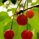 Wild Cherry Prunus Avium Sweet Exotic Edible Tropical Fruit Cereza Seed 5 Seeds Fresh Garden
