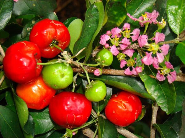 Malpighia Emarginata Barbados Cherry Sweet Exotic Tropical Fruit Seed 5 Seeds Fresh Garden