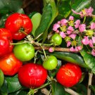 Malpighia Emarginata Barbados Cherry Sweet Exotic Tropical Fruit Seed 5 Seeds Fresh Garden
