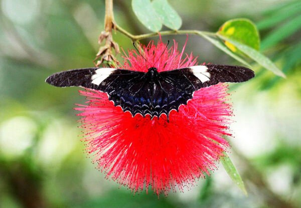 Calliandra Haematocephala Rare Mimosa Tree Bonsai Powder Puff Bush Seed 5 Seeds Fresh Garden