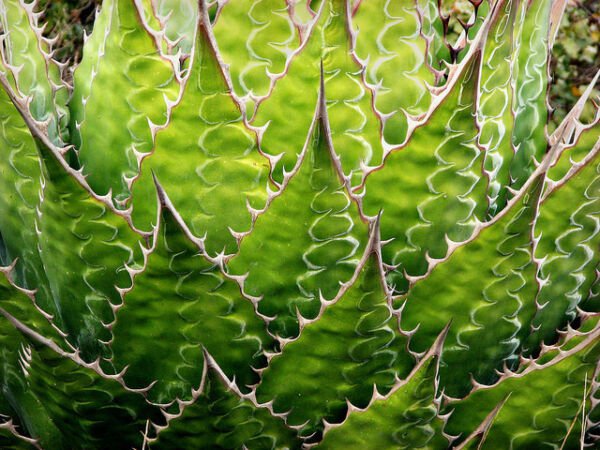 Agave Montana Rare Succulent Hardy Century Plant Exotic Seed 15 Seeds Fresh Garden