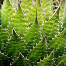 Agave Montana Rare Succulent Hardy Century Plant Exotic Seed 15 Seeds Fresh Garden