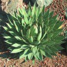 Agave Filifera Rare Succulent Thread Leaf Plant Seed Exotic Aloe 15 Seeds Fresh Garden