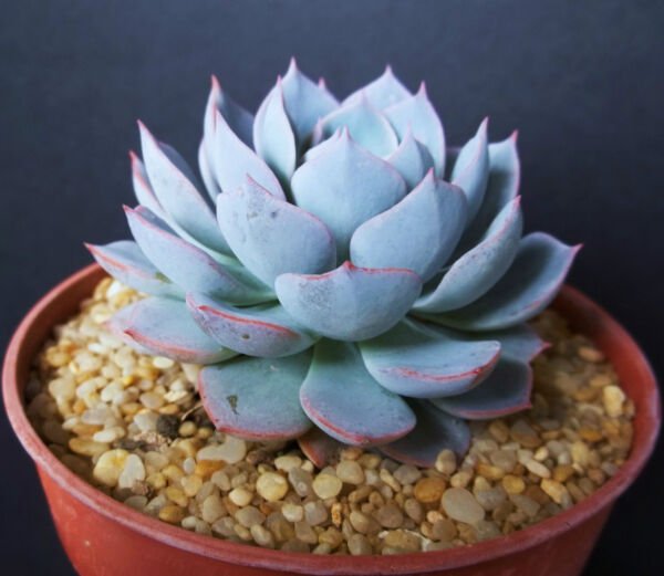 Echeveria Subsessilis Blue Rare Succulent Hen And Chicks Plant Seed 15 Seeds Fresh Garden