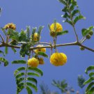 Acacia Farnesiana Vachellia Rare Mimosa Tree Bonsai Aroma Bush Seed 20 Seeds Fresh Garden