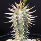 Euphorbia Viguieri V Capuroniana Exotic Flower Madagascar Palm Rare Seed 5 Seeds Fresh Garden
